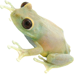 Red-Eyed Moon Frog